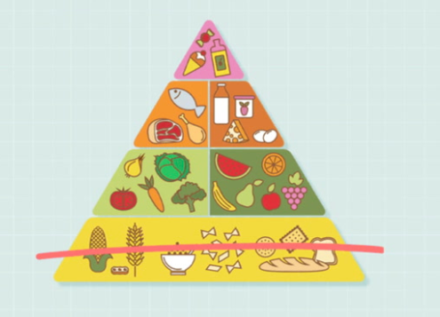 Is Grain-Free Really Better? What Pet Owners Need to Know